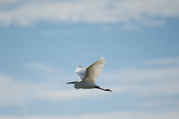 oiseau, oiseau blanc ,grand bec, oiseau grande pâte, nature, 