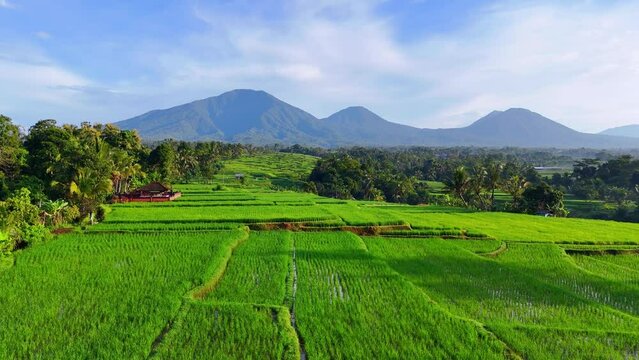 flyover rice terrace looking at inactive volcano