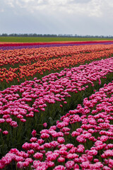 Spring beautiful tulips field. Field of colorful tulips in Belarus, Brest region.