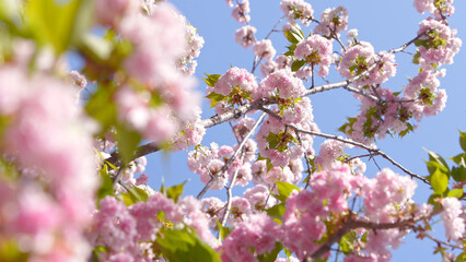 Beautiful pink cherry trees blooming extravagantly nature scene. Japanese Sakura