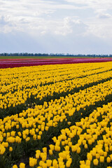 Fototapeta premium Spring beautiful tulips field. Field of colorful tulips in Belarus, Brest region.
