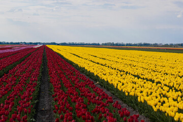 Spring beautiful tulips field. Field of colorful tulips in Belarus, Brest region.