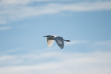 oiseau, oiseau blanc ,grand bec, oiseau grande pâte, nature, 