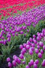 Spring beautiful tulips field. Field of colorful tulips in Belarus, Brest region.