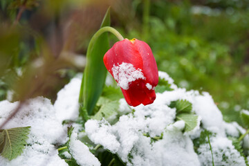 A blossoming red tulip, covered with snow and bending towards the ground.