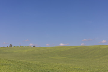 Spring landscape. Green fields and meadows with blue sky and white clouds.