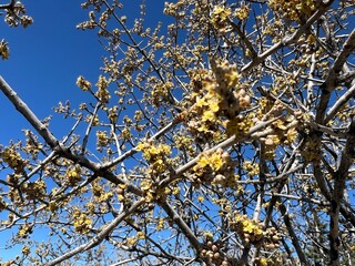 buds on tree branches against a blue sky background in Spring
