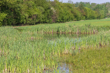 Spring landscape. Green fields and meadows with blue sky and white clouds.
