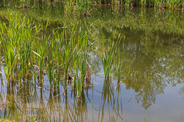 Spring view of the landscape with a pond. Reeds grow in the pond.
