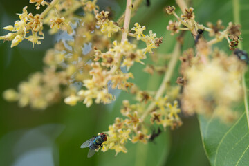Close up view of bluebottle fly