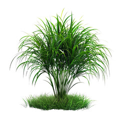 Obraz premium 3D rendering of green grass field with single palm tree isolated on transparent background