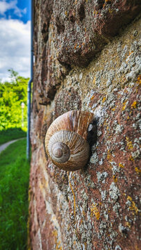 Roman snail on the castle wall