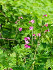 Wild red campion, Red Catchfly or Adders flower growing wild in a woodland scene.