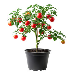 A small tomato plant with green leaves, yellow and red tomatoes in a black plastic pot isolated on transparent background