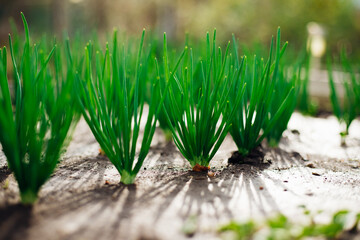 Young green onions in the garden. Onions planted in rows. Growing vegetables in rural areas. Care and treatment of plants. Harvesting.