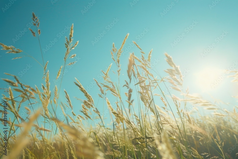 Poster A picturesque field of tall grass with the sun shining in the background. Perfect for nature or outdoor-themed projects