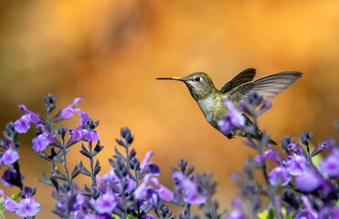 Amazing hummingbird frozen in flight over purple salvia flowers and an orange out of focus...