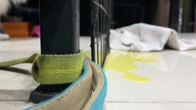 Close up leash tie to pole at home. A naughty untrained white puppy dog peed at home. Yellow urinate of dog on ground floor in background