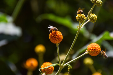 A bee pollinates an orange ball tree flower (Buddleja globosa)