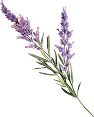 Naklejka premium lavender sprig, clipart style, single object, dicut PNG, isolated against a white field