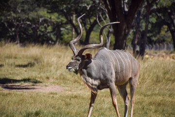 A male kudu antelope in a nature reserve in Zimbabwe. 