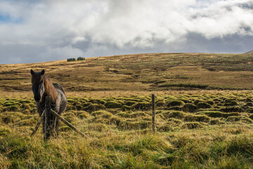 Koń na pastwisku © Aleksandra