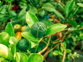 close up of green limes on tree