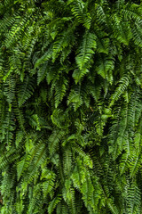 Lush green samambaia ferns densely packed, offering a vibrant and textured natural background.