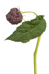 rubus idaeus