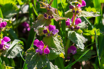 Pink flowers of spotted dead-nettle Lamium maculatum. Medicinal plants in the garden