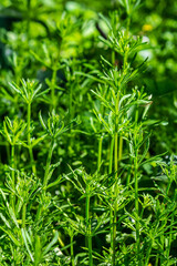 Fototapeta na wymiar The Cleavers Galium aparine have been used in the traditional medicine for treatment of disorders of the diuretic, lymph systems and as a detoxifier