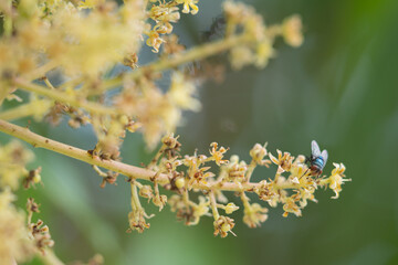 Close up view of bluebottle fly