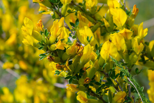 Chamaecytisus ruthenicus blooms in the wild in spring