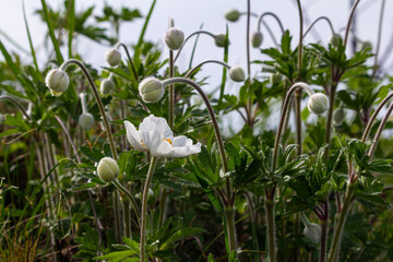 Obraz premium Anemonoides sylvestris Anemone sylvestris, known as snowdrop anemone or snowdrop windflower, is a perennial plant flowering in spring