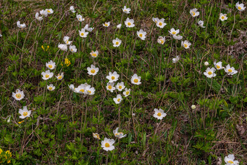 Anemonoides sylvestris Anemone sylvestris, known as snowdrop anemone or snowdrop windflower, is a...