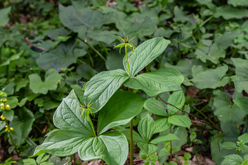 Paris quadrifolia in bloom. It is commonly known as herb Paris or true lover's knot