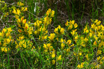 Fototapeta premium Chamaecytisus ruthenicus blooms in the wild in spring