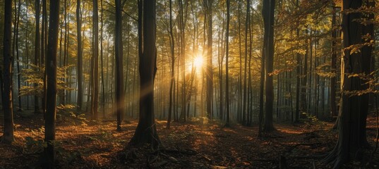 panoramic view of sun shining through trees in forest Generative AI