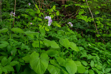 In spring, Lunaria rediviva blooms in the wild in the forest