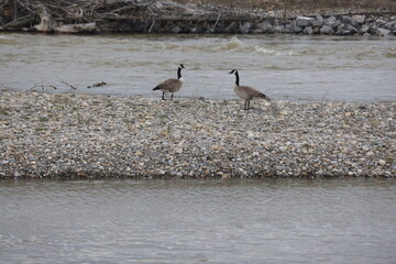Canadian geese on the bank of a river