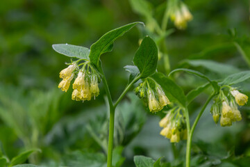 Flowering Symphytum tuberosum in the forest, spring-early summer, natural environment. Medicinal plant