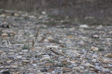a sand pipper bird on the river rock beach