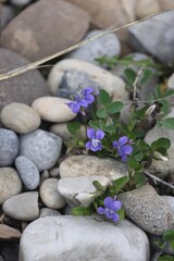 wild violet flowers in between the rocks