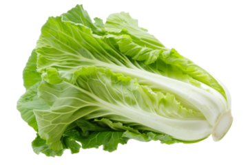 Fresh Chinese Cabbage vegetable for dairy food isolated on background, Natural fresh green leaves with high fiber and vitamin.