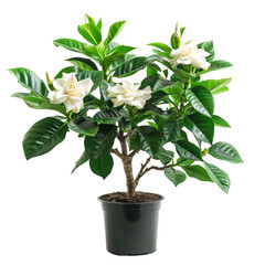 The photo shows a potted gardenia plant with white flowers and glossy green leaves.