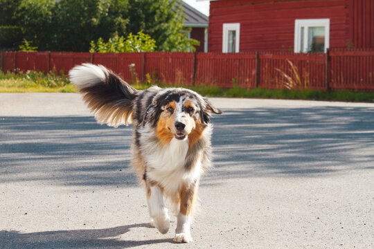friendly dog runs wagging his tail