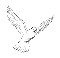 Pencil drawing. The Holy Spirit in the form of a dove turns a thorn tree into an olive branch