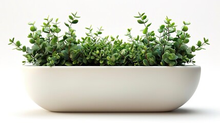 Create a 3D rendering of a lush green plant in a white trough planter