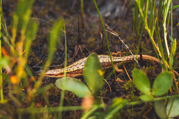 lizard makes its way through the swamp