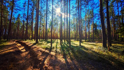 Sunbeams Dancing Through the Pines on a Forest Trail